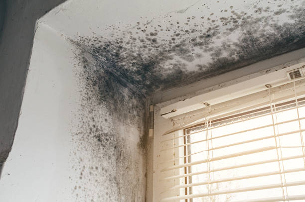 Affordable Hvac And Air Duct Mold Remediation solutions in Holly Springs, GA